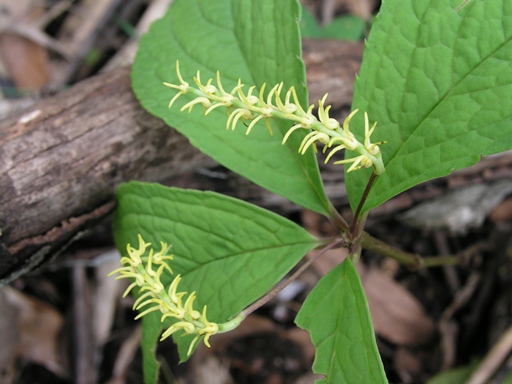 หอมไก่เหลือง Chloranthus nervosus Coll. & Hemsl.<br/>CHLORANTHACEAE